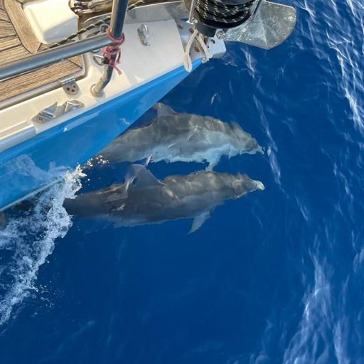 View of dolphins during a sailing experience